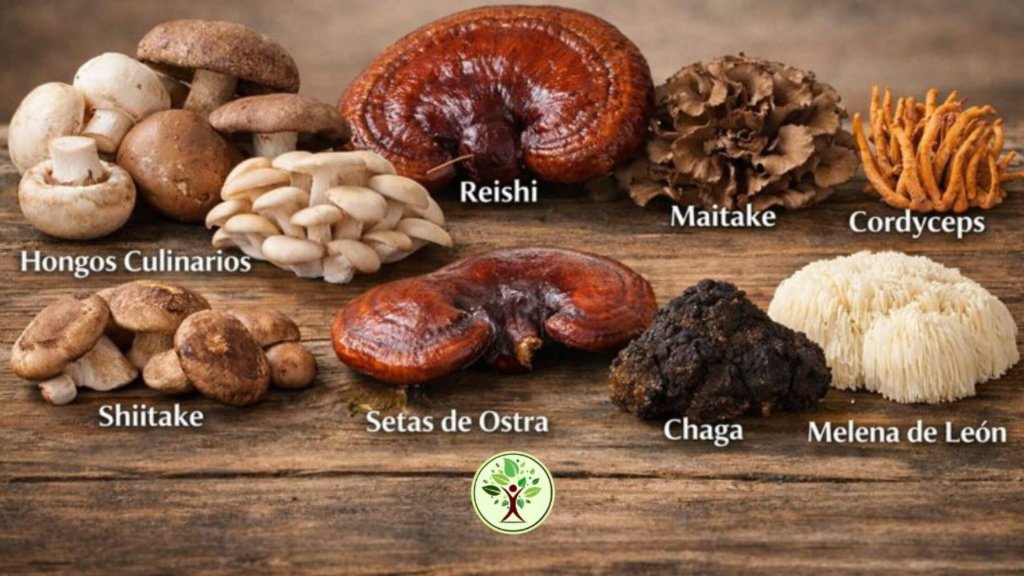 Hongos medicinales